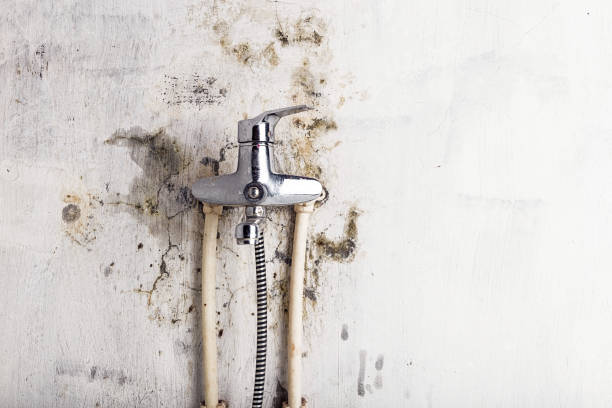 Best Toxic Mold Removal  in Sheldon, IL
