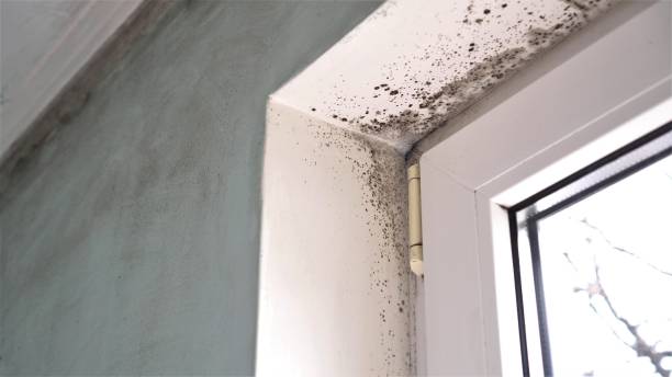 Home Mold Removal in Sheldon, IL