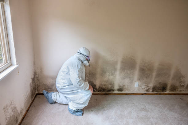 Best Mold Remediation  in Sheldon, IL